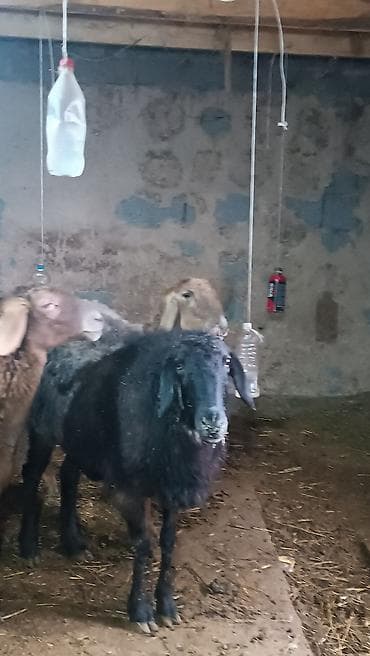 Рыбы: Продаю | Баран (самец) | Арашан | Для разведения | Матка — 3