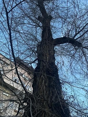 куплю тополь карагач: Декоративная древесина/стволовые заготовки с ярко выраженной фактурой — 2