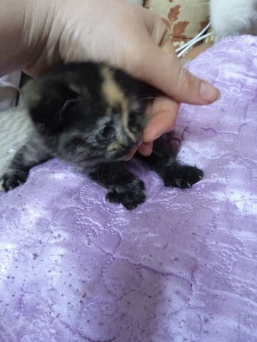 кошки продажа: Котята, домашние, пушистые. На фото — малыши с округлыми мордочками и — 1