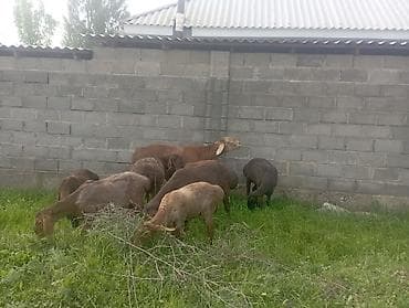 тр 40: Продаю | Овца (самка) | Полукровка | Для разведения | Племенные — 3