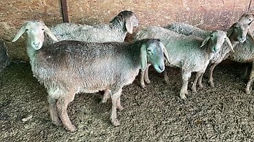 лабрадор собака: Продаю | Овца (самка), Ягненок | Гиссарская, Арашан | На забой, Для разведения, Для шерсти | Племенные, Ярка — 4