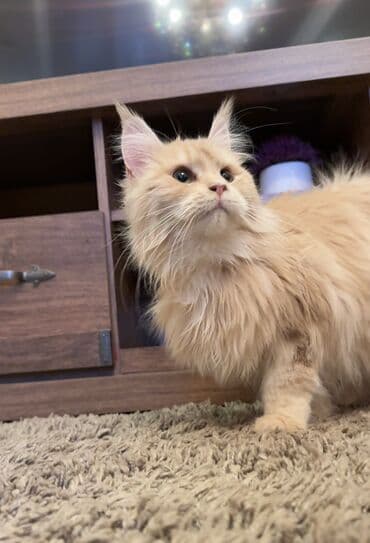 купить померанского шпица: Мейн-кун, 8 месяцев, Девочка, С прививками, Приучена к лотку, Проглистована — 4