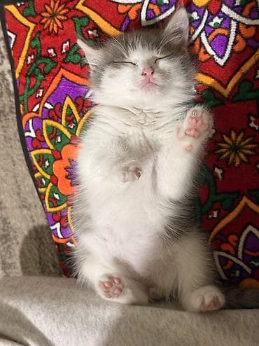 бенгалская кошка даром: Кошка даром: Беспородная, 2 месяца, Девочка, Приучена к лотку — 2