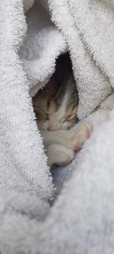 scottish fold: Ищу дом для этого малыша. Пару дней назад вечером кто-то оставил его в — 1