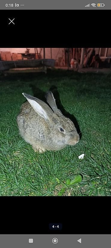 початки кукуруза: Кролик декоративный (серо-бурый окрас, крупные уши). Спокойный — 1