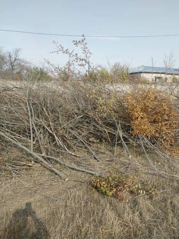 Дрова, ветки, самовывоз