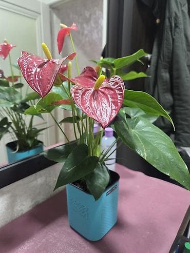 цветок кактус: Зигокактус (рождественник, шлюмбергера) штамбовой формы в горшке. - — 9