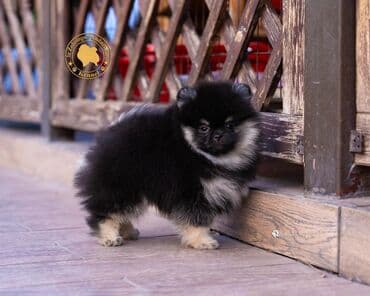 русский спаниель щенок купить: Шпиц, 2 месяца, Самец, С прививкой, С родословной — 7