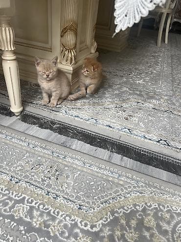 продам вислоухих котят: Британская короткошёрстная, 2 месяца, Мальчик, Рыжий, Приучена к лотку — 9