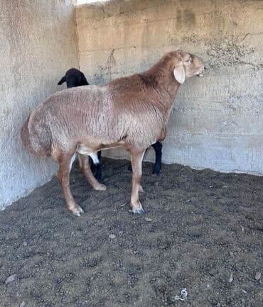 сетка шарнирные: Арашан кочкор линия Широкого 3жаш — 1