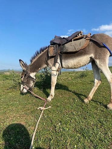 жылкы жаныбар: Осёл рабочий, серо-бурой масти, с темной «полосой» вдоль хребта и — 2