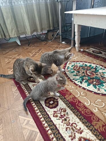 продаю кошек: Котята табби окраса - На фото — несколько короткошерстных котят с — 2