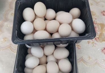 курой: Продаю | Петух, Куры — 5