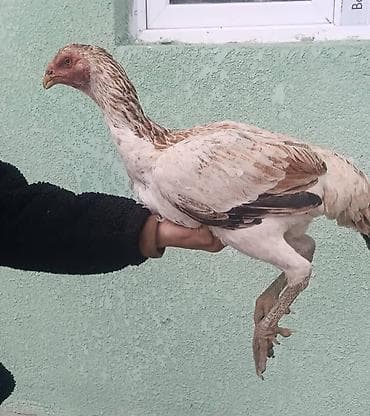 собака сокулук: Сатам | Тооктор | Тебиштирүүчү | Көбөйтүү үчүн — 1