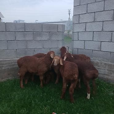 товары для собак: Продаю | Ягненок | Для разведения | Племенные — 7
