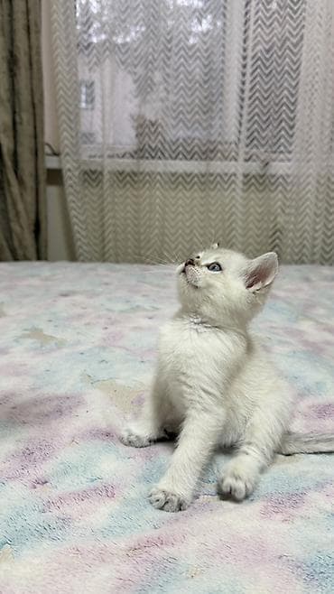 Животные: 🐾Готовы к переезду британские короткошерстные котята! 🐾 ❤️Оба родителя — 4