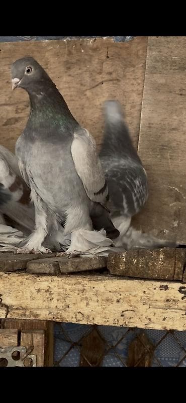 А/ч жаныбарлары үчүн тоюттар: Породистые голуби декоративного типа (серо-голубые окрасы). Птицы с — 2