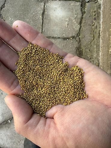 стеклянный стол офисный: Беде урук сатылат 6 жылдык беде Петкусдан тазаланган — 7