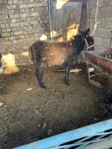 Кодолек сатылат чоп жейт суу инет кулук адрес Сокулук ургачы