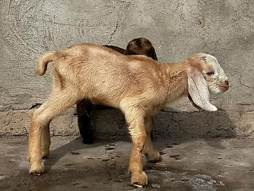 Үй жаныбарлары үчүн товарлар: Сатам | Эчки (ургаачы) | Битал | Сүт алуу үчүн | Бооз — 5