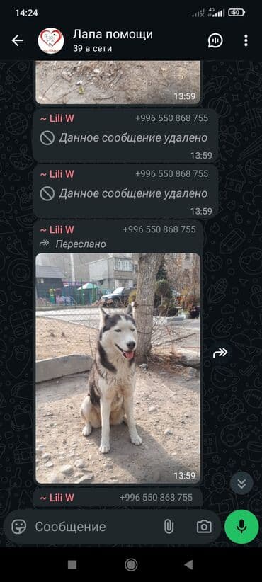 щенки добермана: Срочно нужен хороший любящий хозяин — 8