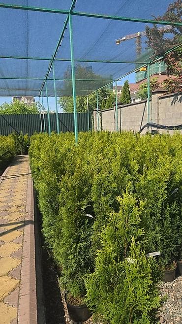 кантейнер 40 т: Туи в контейнерах (садовые хвойные для живой изгороди и одиночных — 3