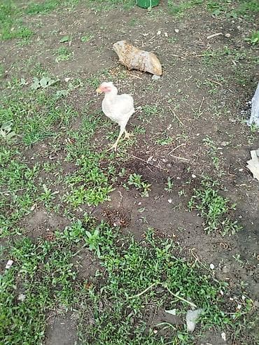 ветеринар вызов дом в бишкеке: Продаю | Куры | На забой — 5