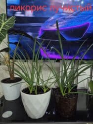 полевые цветы: Бегония клубневая в горшке - Пышный куст с крупными махровыми — 10