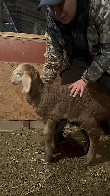 Услуги ветеринара: Продаю | Баран (самец) | Эдильбаевская, Арашан | Для разведения | Осеменитель — 4