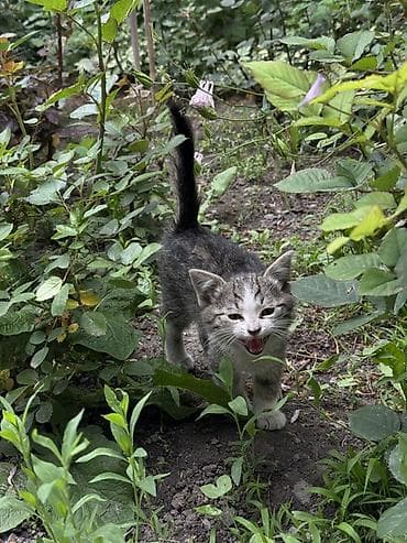 кошка с разными глазами: Котёнок серо-белого окраса (тигровый табби), короткошёрстный. На фото — 3