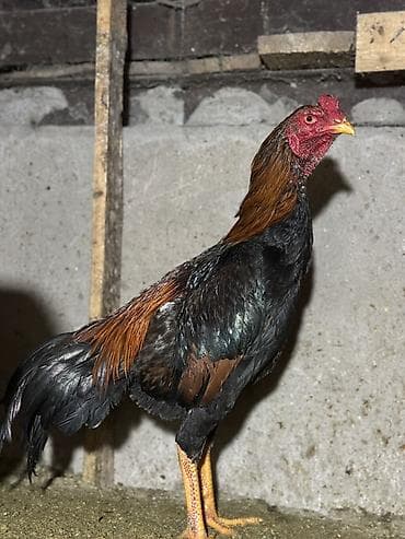 Продаю | Петух | Бойцовая | Для разведения, Для боев