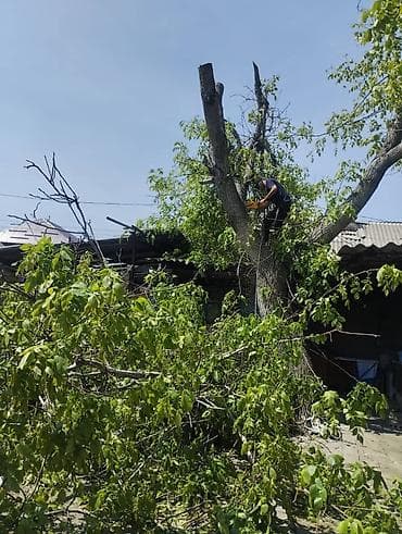 open mind: Спил вырубка деревьев, любой сложности. инструменты профессиональные — 2