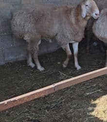 летучий мыш: Продаю | Баран (самец) | Арашан | На забой, Для разведения | Племенные, Осеменитель — 4