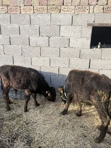 парода бычок: Продаю | Тёлка | На откорм | Привязанные — 1