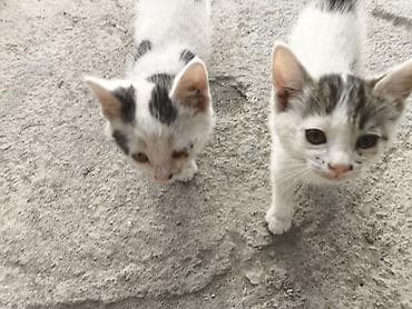 кошка котёнок: Отдам даром котят в хорошие руки, игривые людей не сторонятся пьют — 2