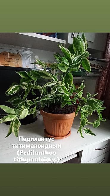 молочай: Педилантус титималоидный (Pedilanthus tithymaloides), варiegатная — 1