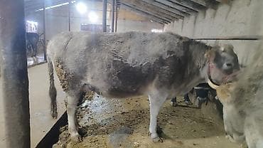 кошки жалал абад: Сатам | Уй (ургаачы), Кунаажын — 5