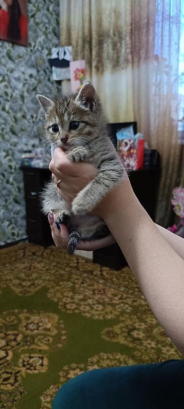 ласки: Британские котята, окрасы: сплошной голубой и тигровый табби. - — 4