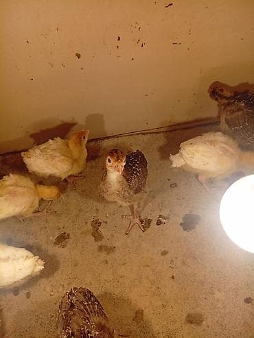 натуральный мёд: Продаю | Индюшата | На забой — 2