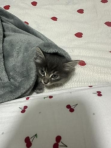 отдам даром котенка сфинкса: 2 месяца, Девочка, Серый, Приучена к лотку — 5