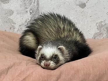 Хомяки: Срочно возьму в бронь 2 человека. Большая просьба изучить все о — 2