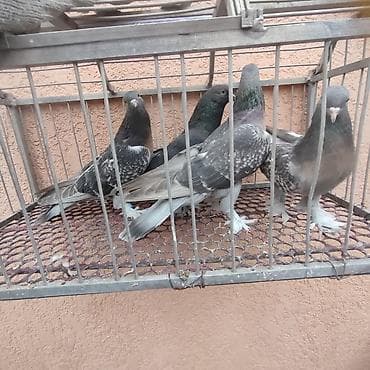 Голуби. Турецкая Такла