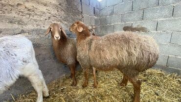 вислоухие кошки бишкек: Продаю | Баран (самец) | На забой — 4