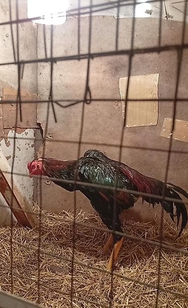 фазан бишкек: Сатам | Короздор | Тебиштирүүчү | Көбөйтүү үчүн — 1