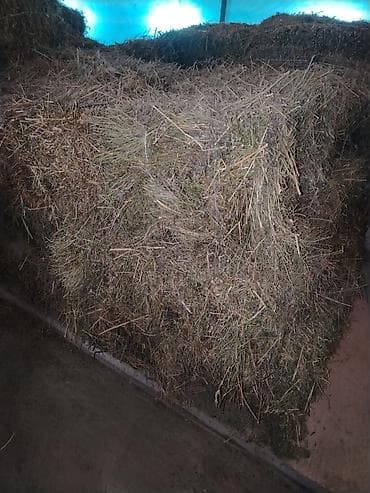 сколько стоит кролик домашний: Сено в тюках. - Тюки прямоугольные, плотной прессовки, хранение под — 1