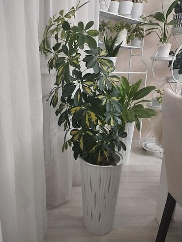 шефлера цветы: Шеффлера (Schefflera arboricola) пестролистная в высоком декоративном — 1