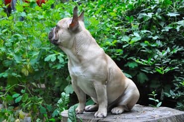 ит бекер: Бульдог, 4 года, Самец — 8