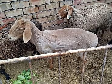 собака корги купить: Продаю | Овца (самка) | Для разведения | Матка — 5