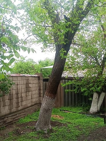 газонная трава: Грецкий орех (плодовое дерево) - Порода: грецкий орех (Juglans — 3