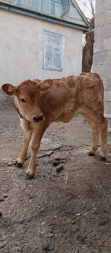 бычмал ат: Продаю | Музоо, торпок | На откорм — 2